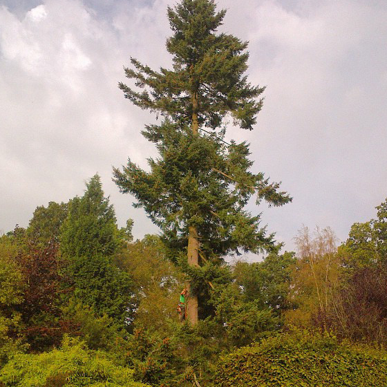 Enormous Spruce climb in Horsham