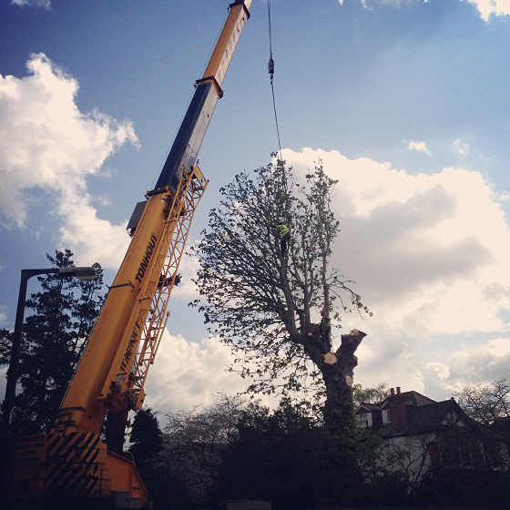 Horse Chestnut Crane removal in Kingston Upon Thames