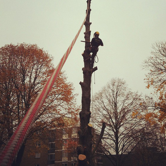 Large Cherry dismantle in Wandsworth