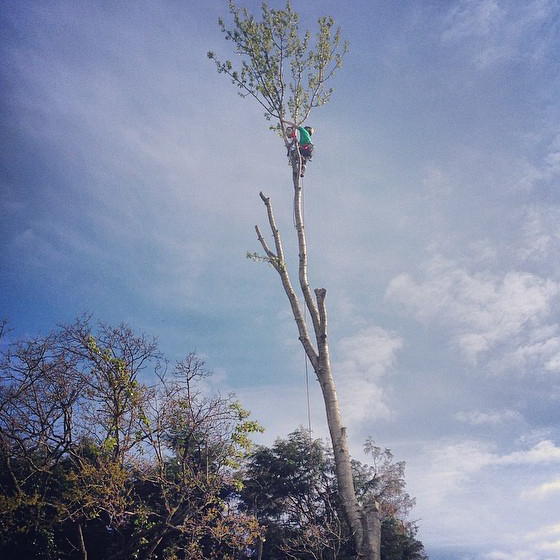 Tall Poplar Removal in Horsham