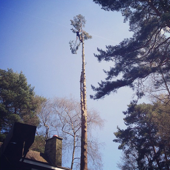 100ft Cedar take down