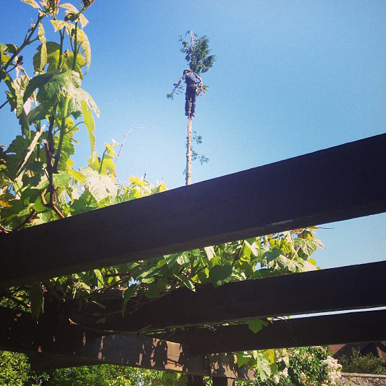 Back garden conifer take down