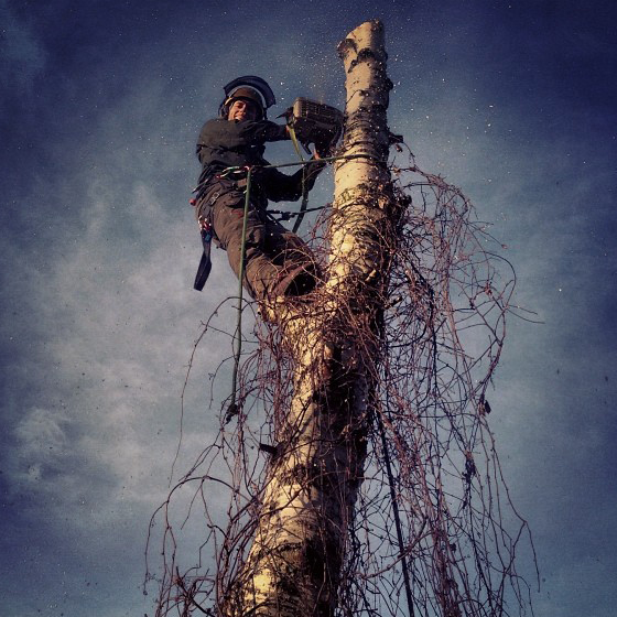 Dead Silver Birch Removal