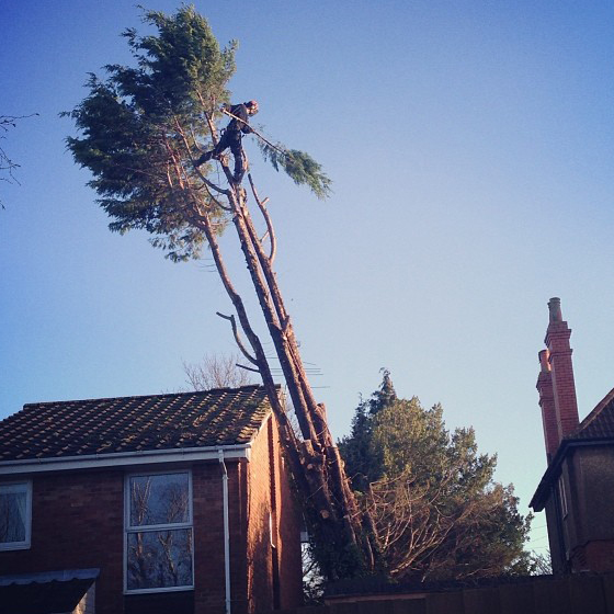 Difficult situation with a windblown conifer