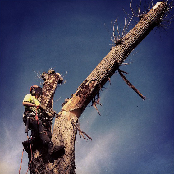 Large Poplar removal at St Georges Hospital, Tooting Becs