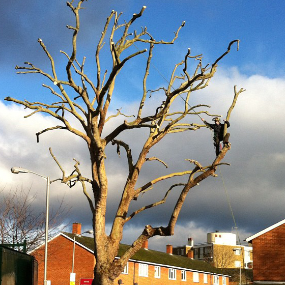 Large Cherry dismantle in Wandsworth