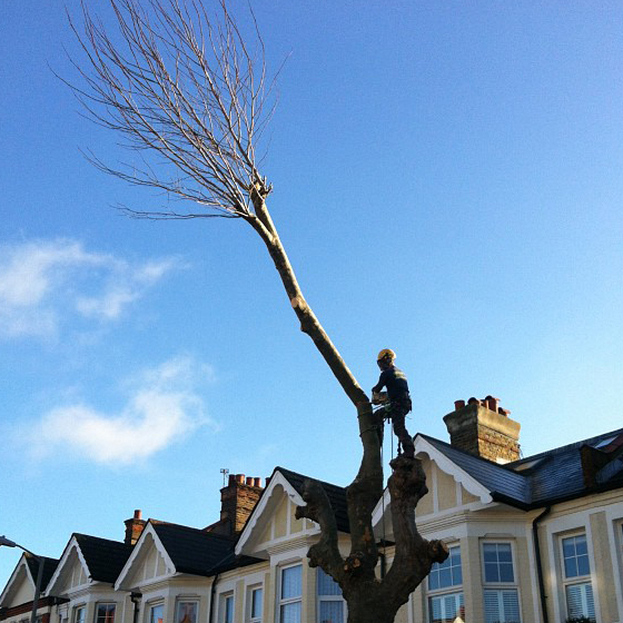 London Plane Removal in Battersea