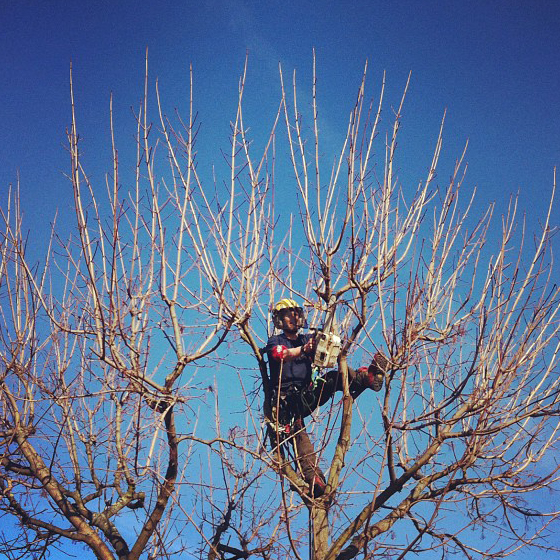 Norway Maple Pruning In Wandsworths