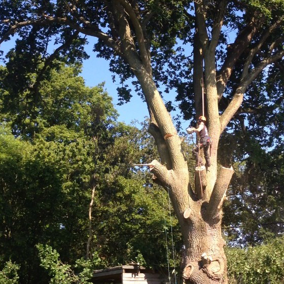 Oak Fell in Horsham