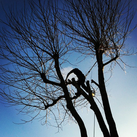 Pollarding a London Plane Tree