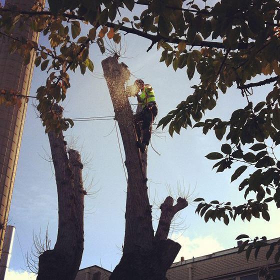 Poplar take down in Tooting