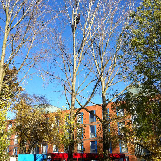 White Poplar reduction on Tooting Common